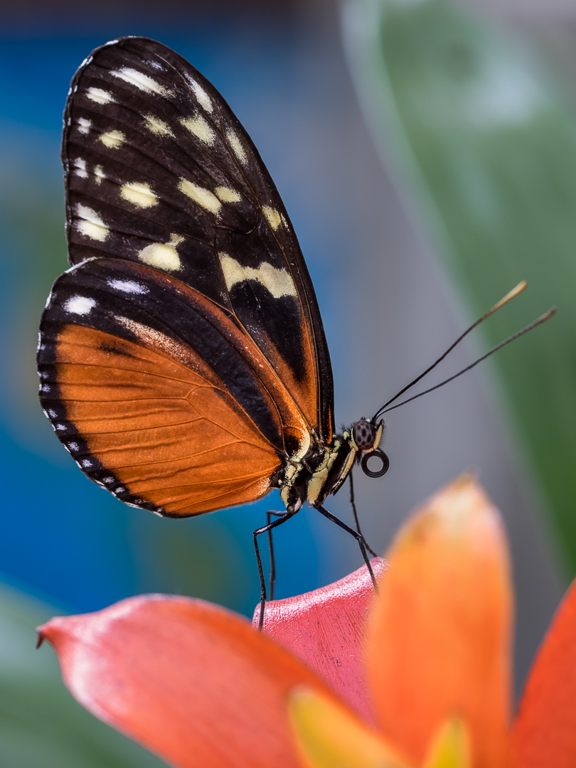 Butterfly Beauty